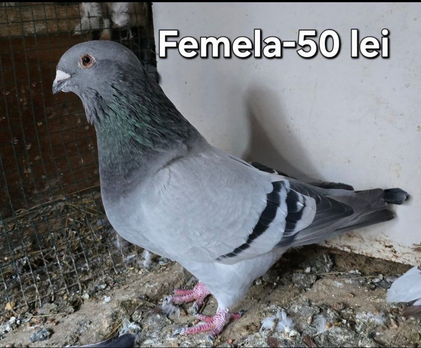 Porumbei diferite rase