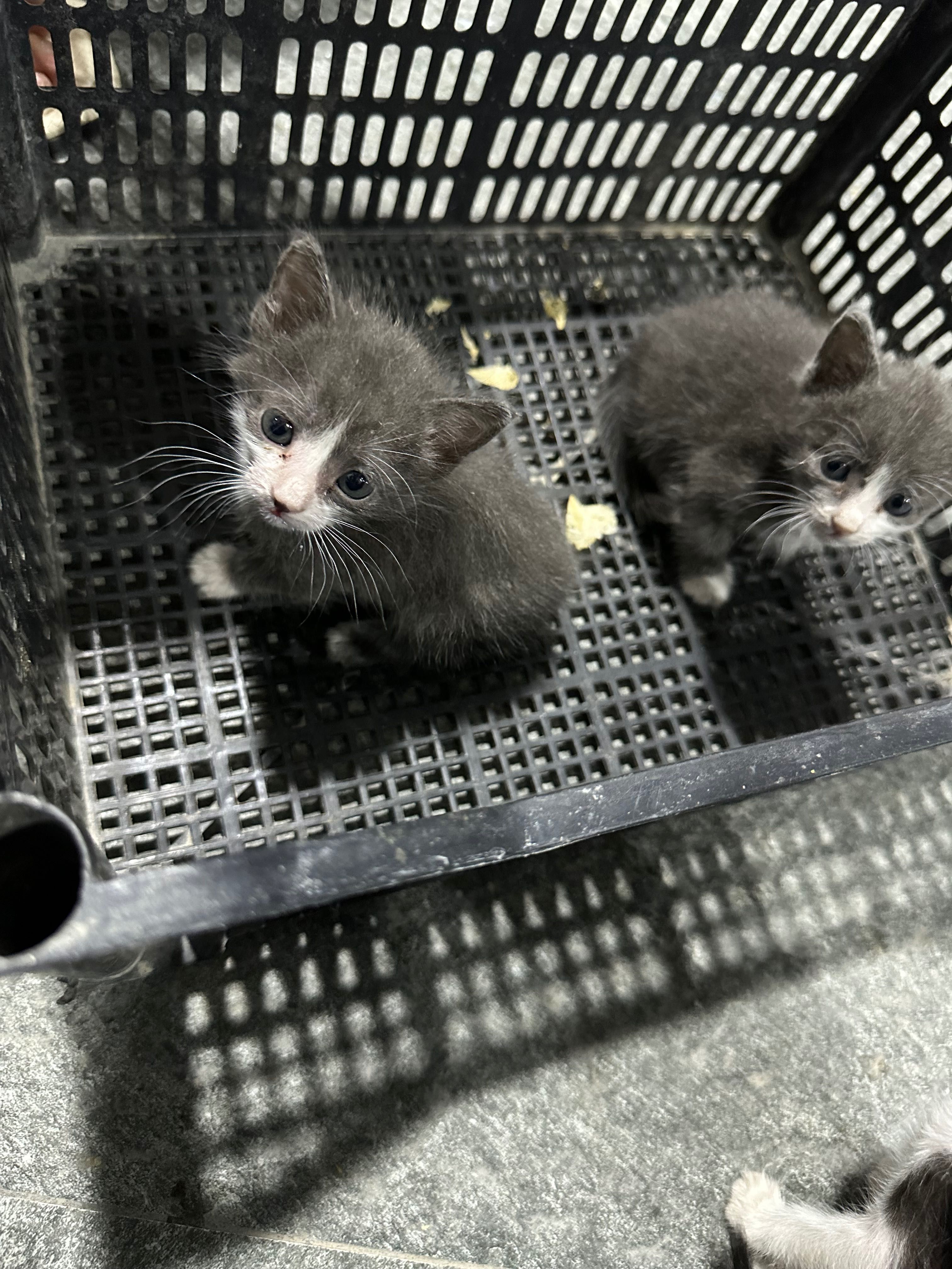 Отдам в хорошие руки котят