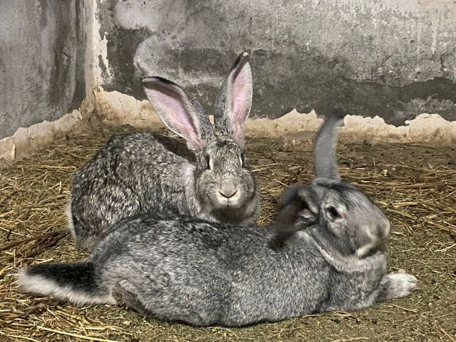 Фландр куйонлар сотилади