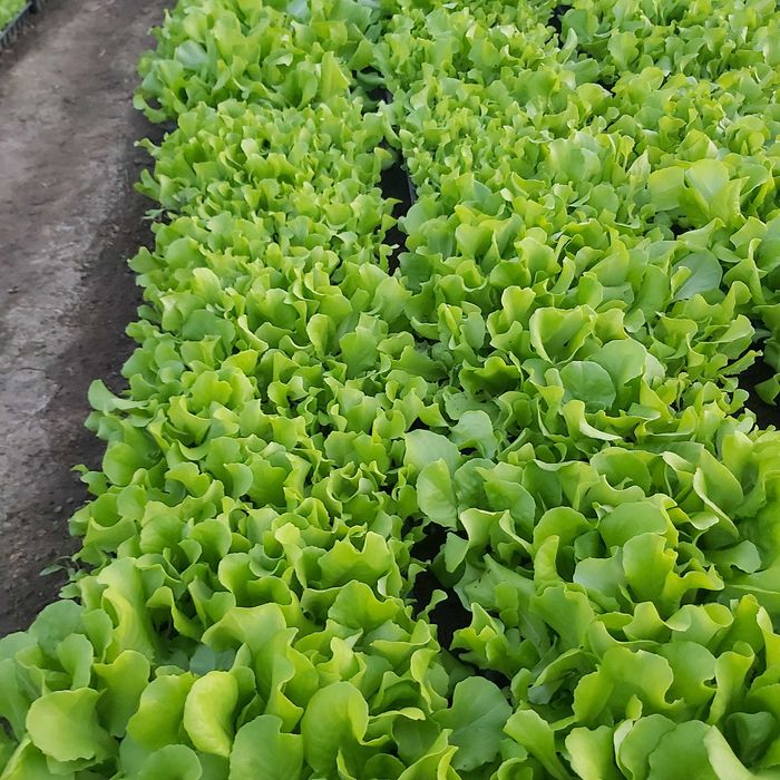 Vând răsad de salată.
