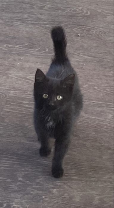 Отдам котенка в добрые руки