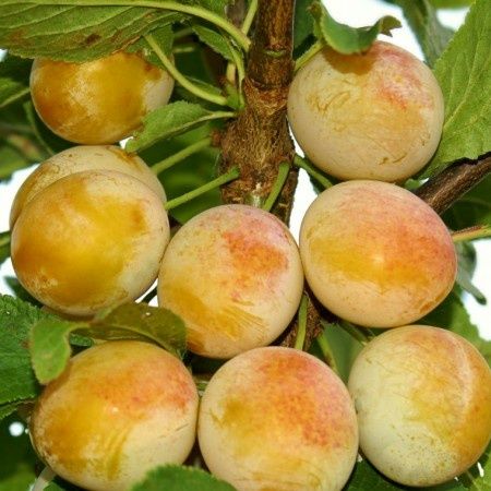 Prun Galben (Soiul De Nancy' Mirabelle)