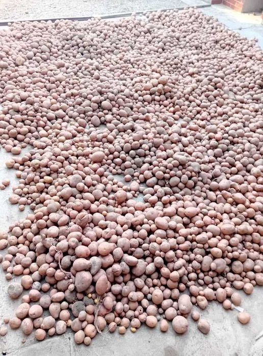 Cartofi pentru animale