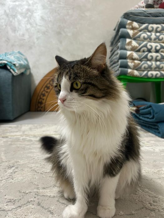 Отдам кошку в добрые руки