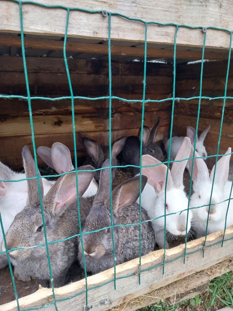 Iepuri Uriaș GERMAN Rasa Pura deparazitați conform varstei