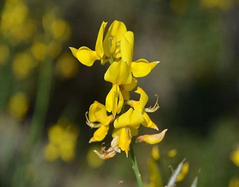 дрок испанский. Drok kochatlari bor