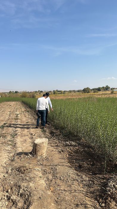 Живой Изгрт количество много
