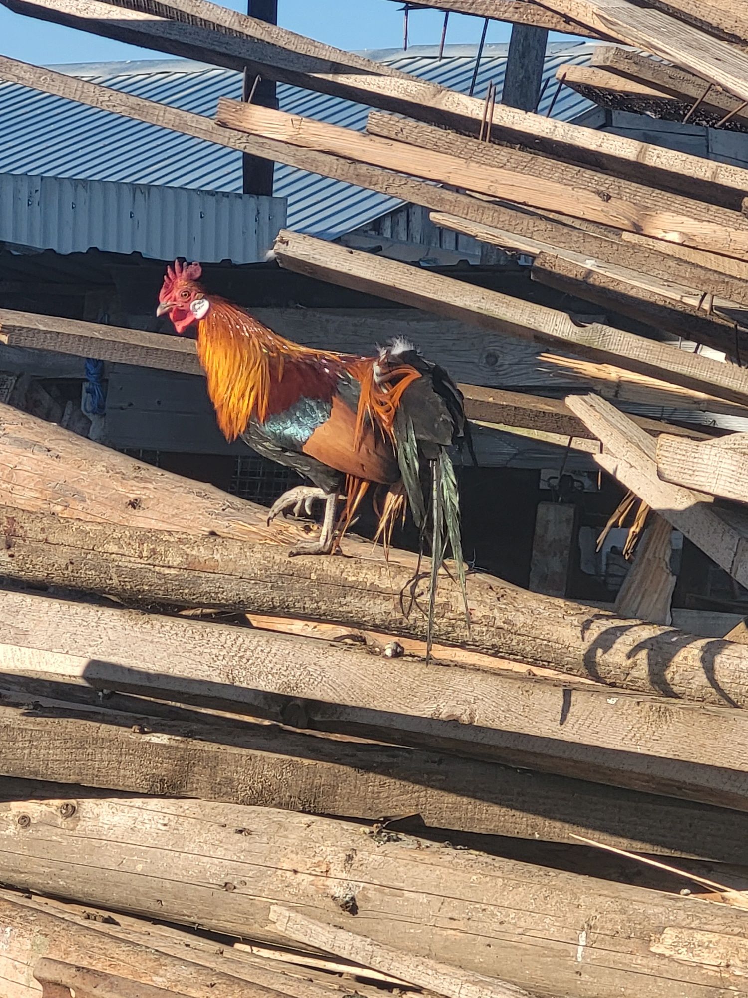 Cocoș Phoenix de vânzare