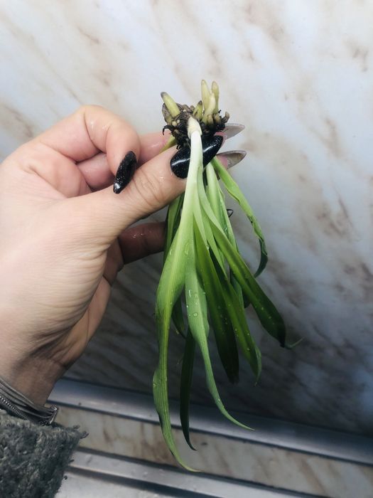 Хлорофитум цвете