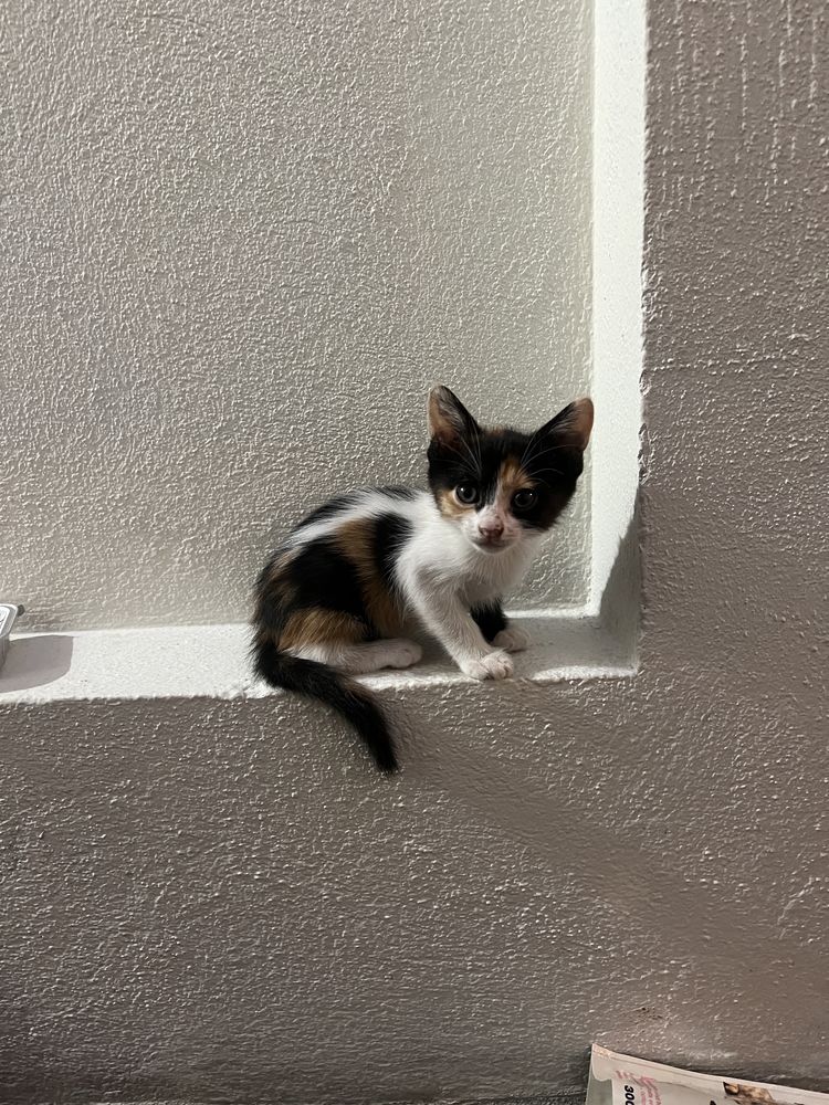 Donez 3 pisoi adorabili
