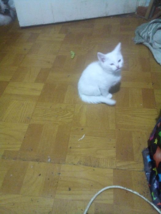 Котята 3 мес продаются