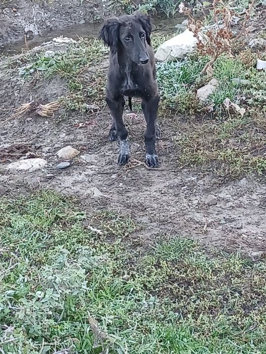 Продается щенок тазы