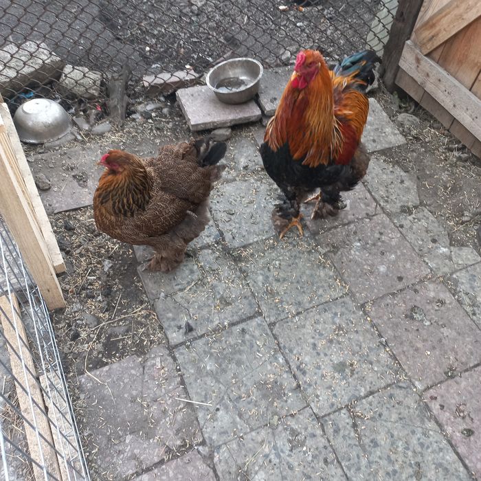 Brahma ouă pentru incubat