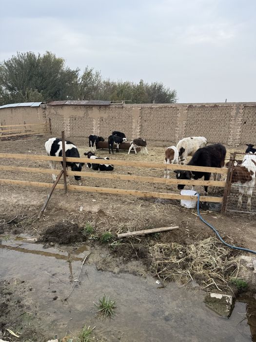 Бузоқлар сотилади