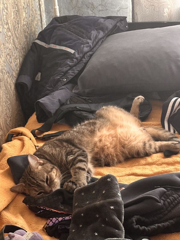Отдам кота в добрый дом