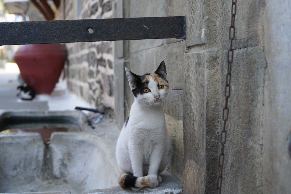 Фотосесии/Фотография