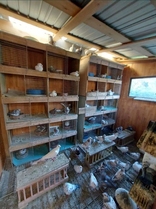 Vând porumbei voiajori