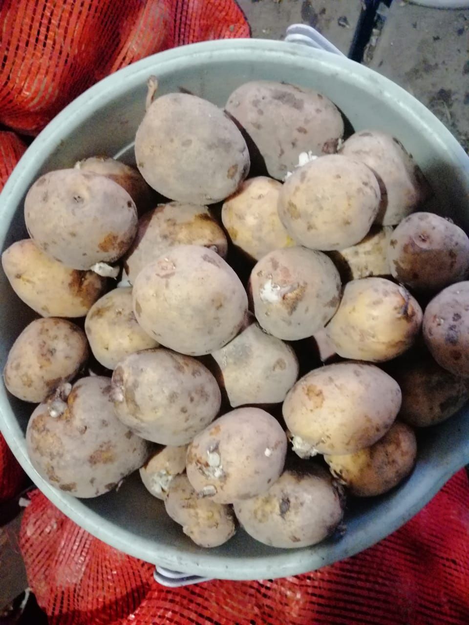 Продаётся семенная картошка