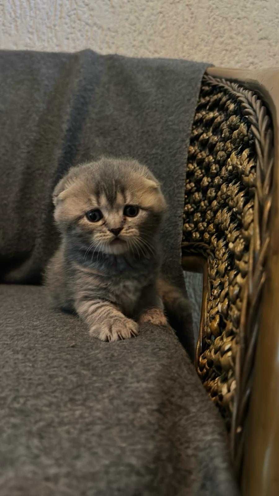 Fetita Scottish Fold