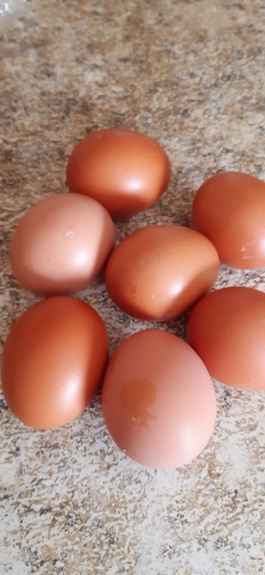 Продам домашние яйца