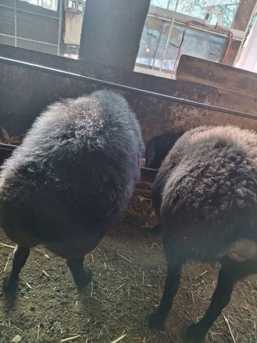 Qo'ylar 2 ta ( Bõgʻoz)