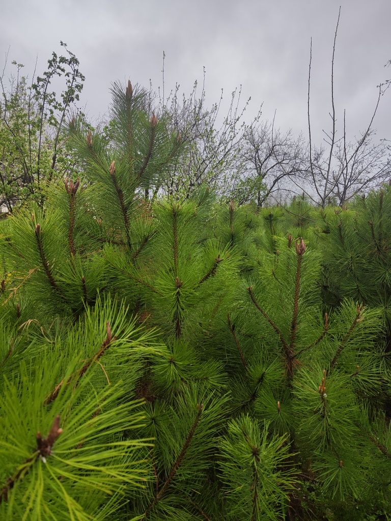 Qirim sosna optom narxlarda