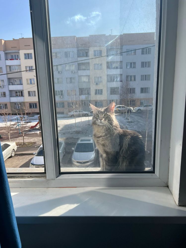 Котенок Мейн кун