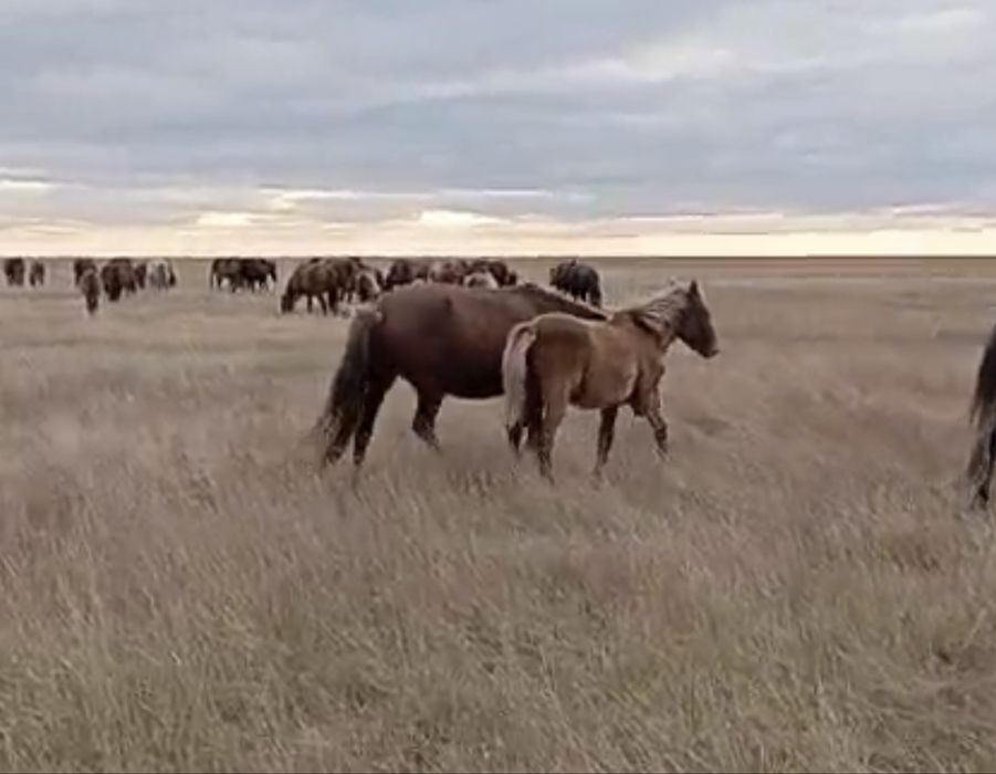 Продам Лошади жабагылар