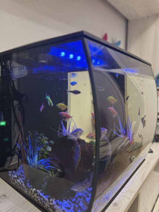 Acvariul Fluval Flex 57 L + Pesti si accesorii pentru acvariu