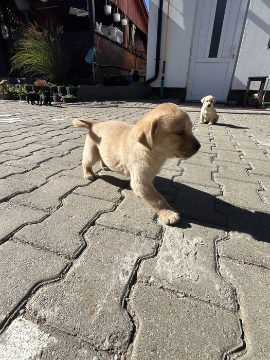 Donez catei labrador