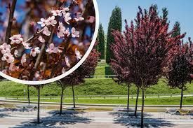 Prunus cerasifera nigra