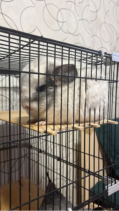 Продам шиншилу с клеткой