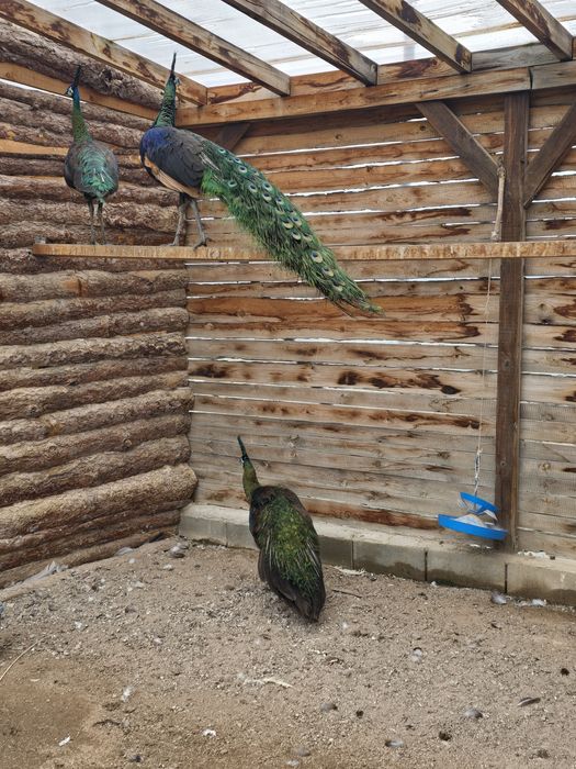 Зелени пауни Muticus Muticus и Спалдинг висок процент