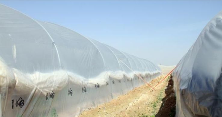 Umbrire culturi/sere/solarii-35% - 4.2x50m-protectie UV