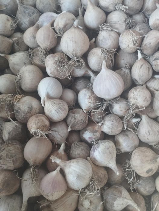 Usturoi Baib și Usturoi normal de Copalau