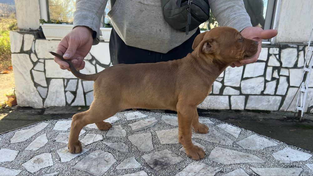 Американски питбул American pitbul