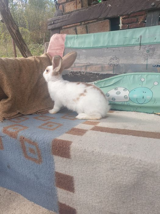 Vand iepuri mascul si femela