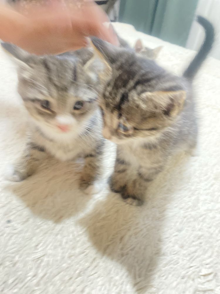 Красивые тигровые котята