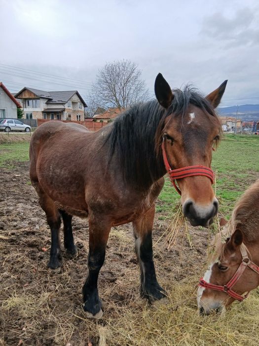 Cai de vânzare,mamă şi fică