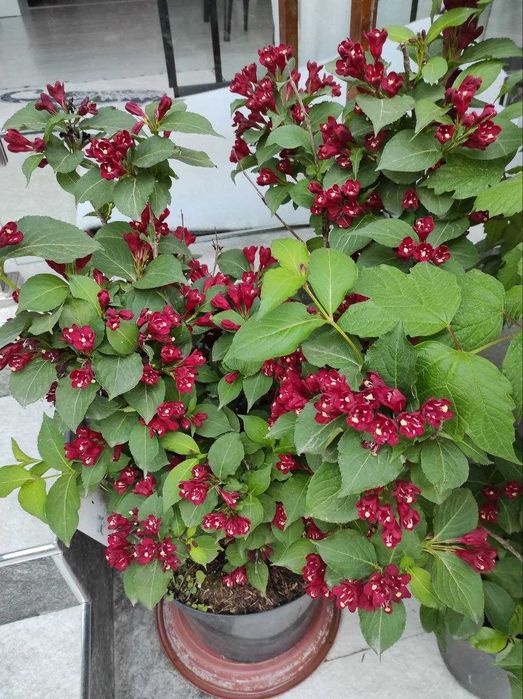 Растения . Есть доставка.Ор-р Трансп.институт.