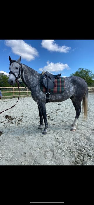 De Vanzare Cal Castrat Varsta 7 Ani