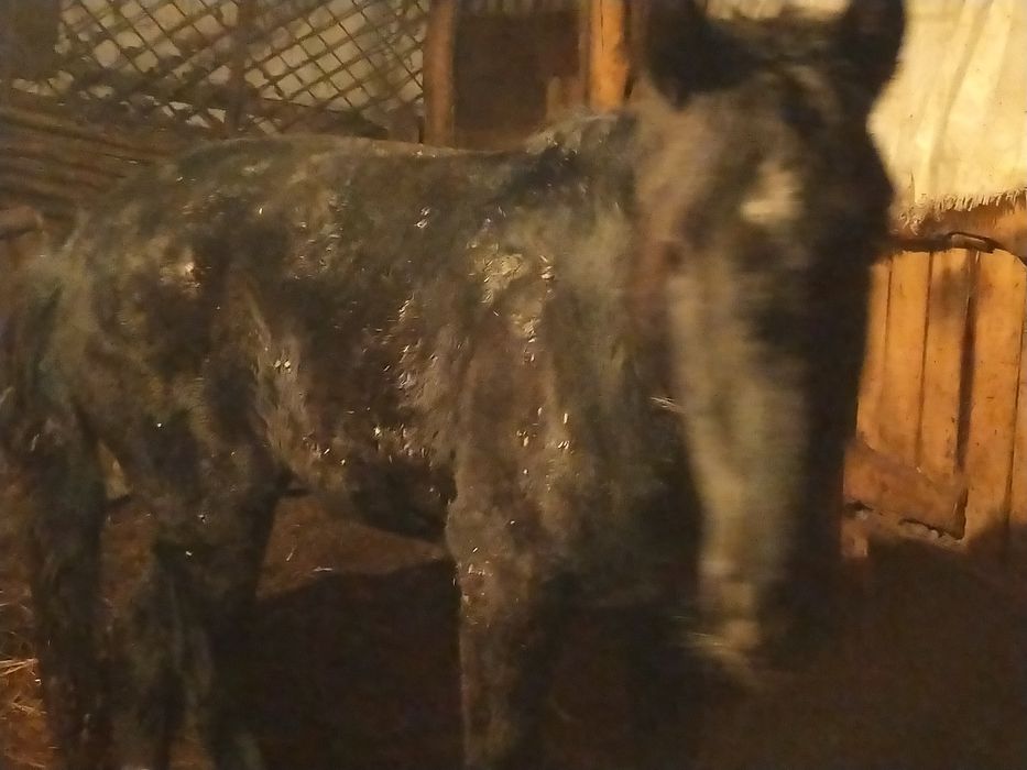 Продам байтал на согым