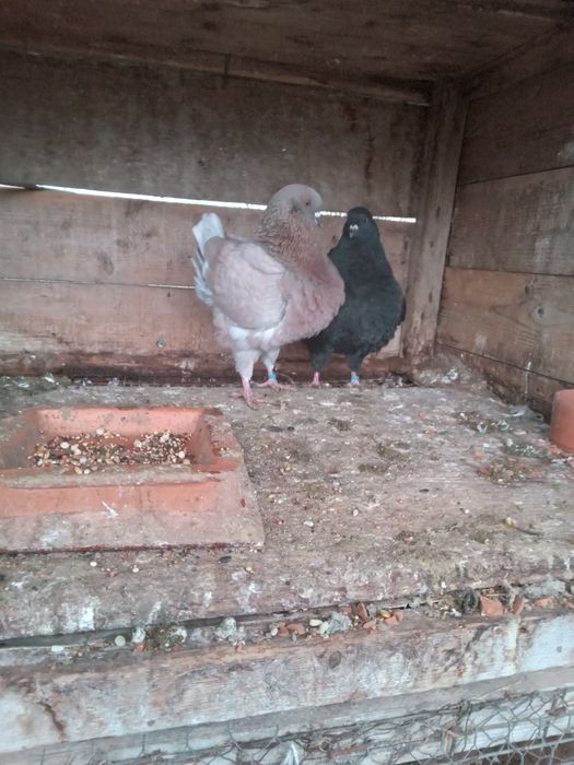 Kingi perching tineri