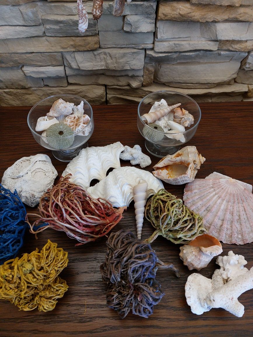 Коллекционый набор морских раковин, морских водорослей, кораллов