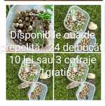 Oua de prepeliță