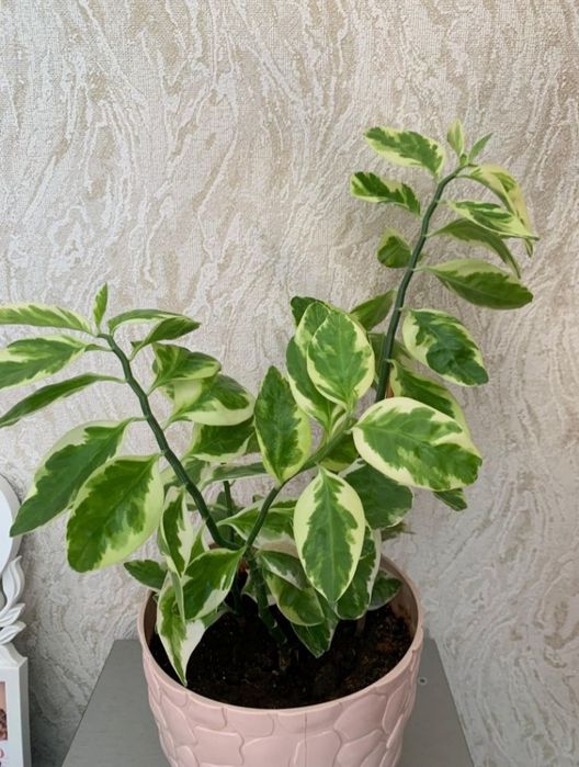 Продам Педилантус