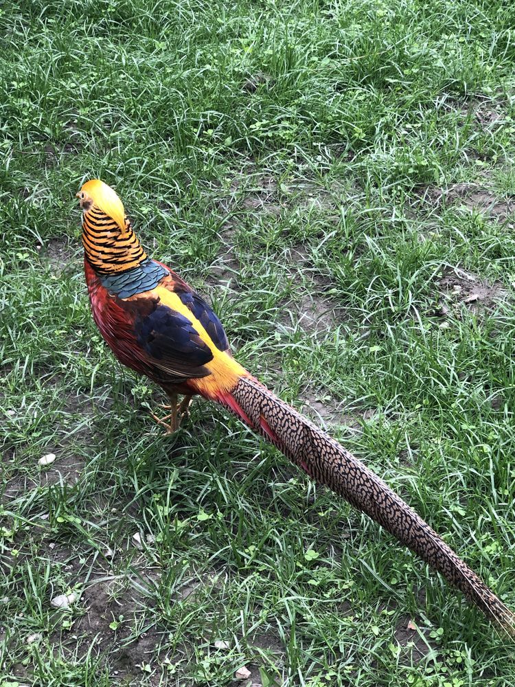 Vând fazani adulti auriu pe roșu