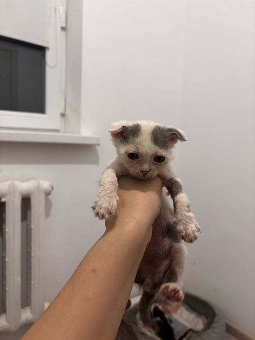 Отдам котят и кошку!