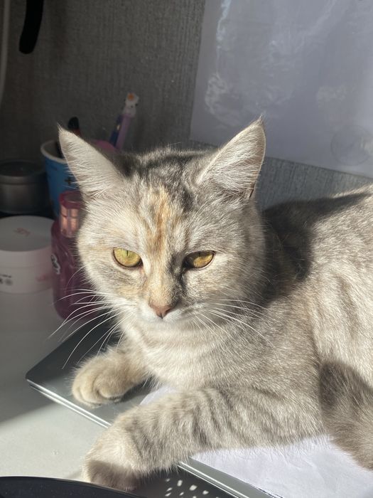 Срочно отдам кошку в добрые руки!!!