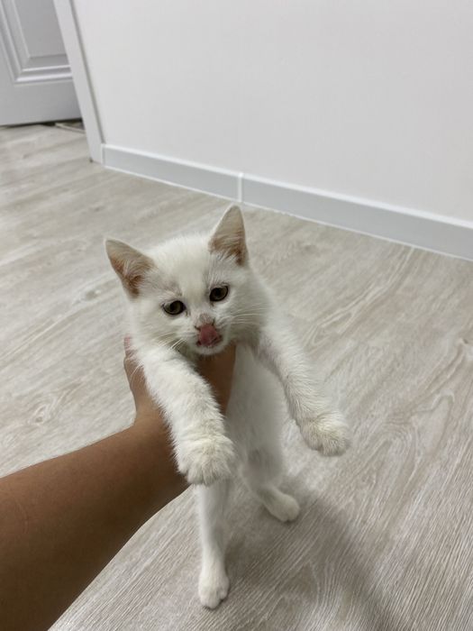 Skotish strayt mushugi sotiladi